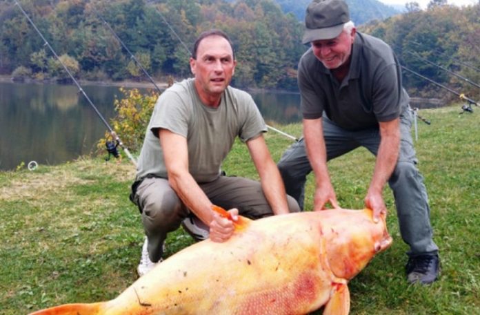 Zoran Stanić upecao zlatnog tolstolobika teškog 62 kilograma