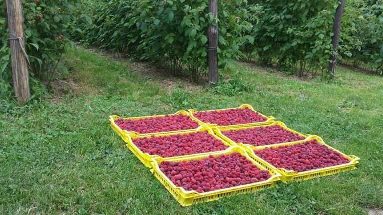 Pismo malinara: Lakše bi podnijeli neimaštinu nego nepravdu