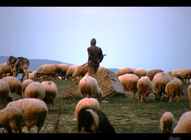 OBAVEZNO PROČITAJTE: Tužna priča starog pastira koja je rasplakala region!