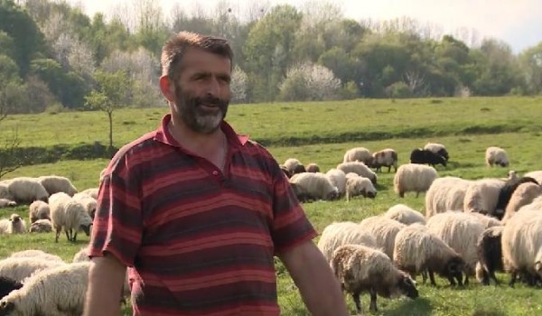 Čuvanje ovaca u BiH: Napustio fakultet kako bi bio čoban