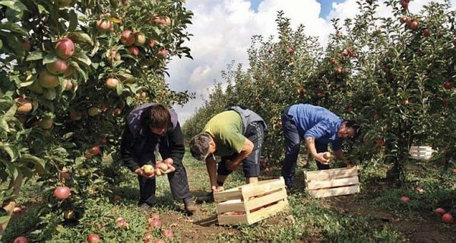 Italijani traže sezonske radnike