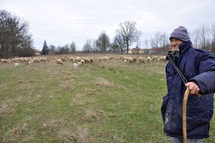 Borivoje u devetoj deceniji života čuva 200 ovaca