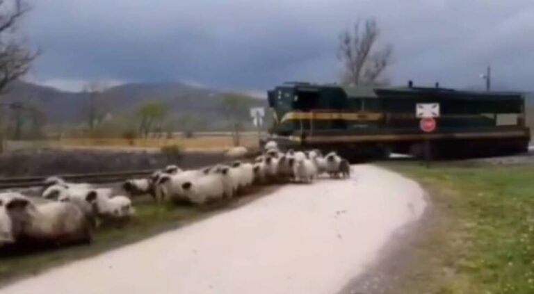 Samo u BiH: Voz naletio na stado ovaca (VIDEO)