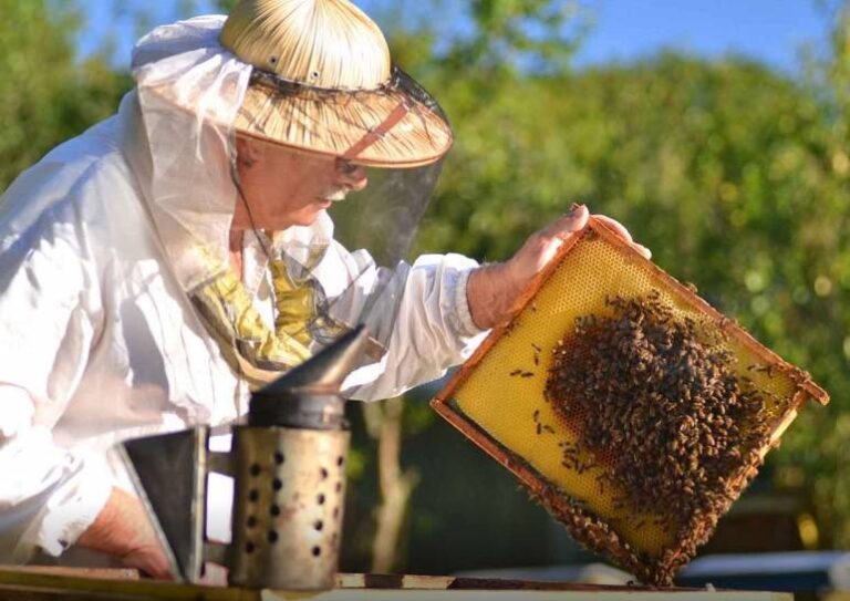 Loša godina za bh. pčelare: Izvozimo med za četiri eura