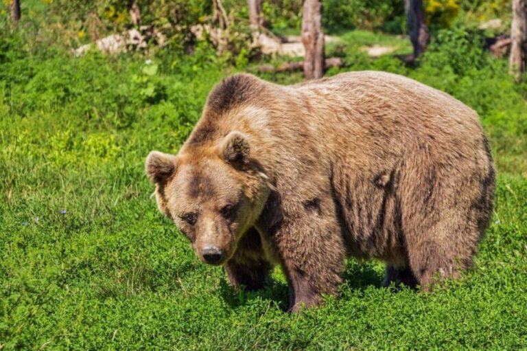 Medvjedi silaze u bh. gradove, nadležni poručuju: Ako je medvjed, nije stršljen