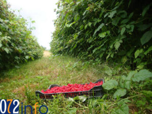 maline