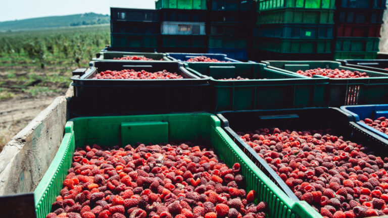 Cijena maline izašla na 5KM, a tek je početak sezone?!