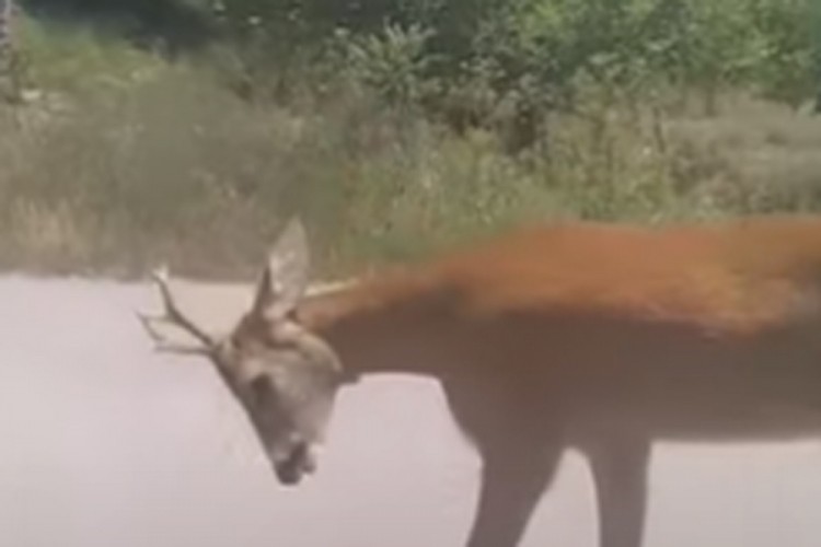 Pomahnitali srndać napao najmanje šest osoba