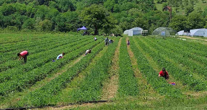 Partneri iz BiH i Švicarske: Proizvodnja zdrave hrane za domaće i strano tržište