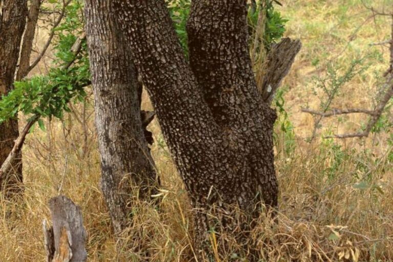 Možete li pronaći leoparda na slici?