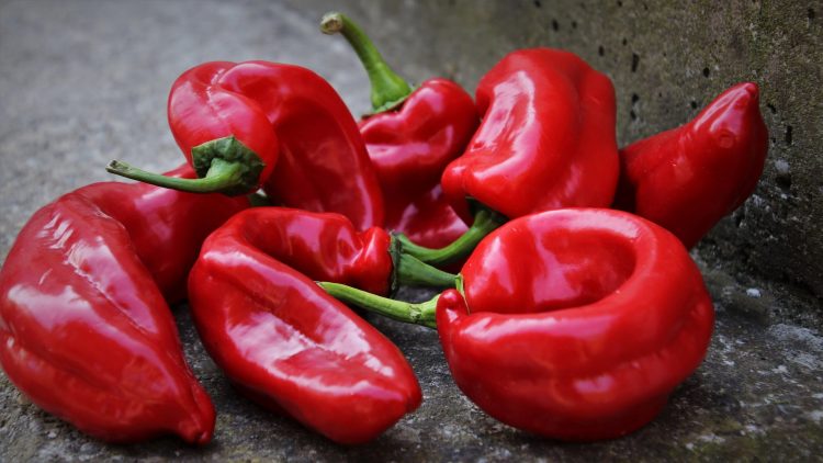 Crvena, zelena, babura ili ljuta – paprika je čisto zdravlje u tanjiru