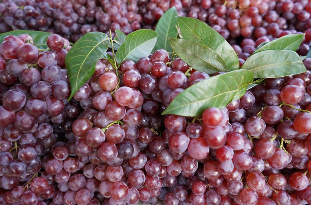 U BiH zabranjen uvoz pošiljke grožđa iz Sjeverne Makedonije zbog pesticida