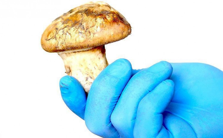 Tri gljive Matsutake, težine 70 grama, prodate za 7.600 dolara