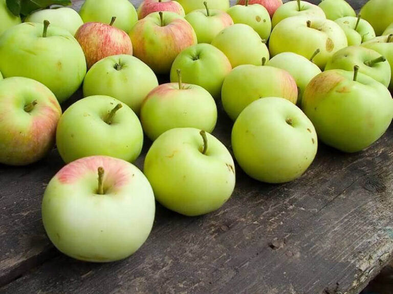 U novu sezonu s punim hladnjačama domaćeg voća