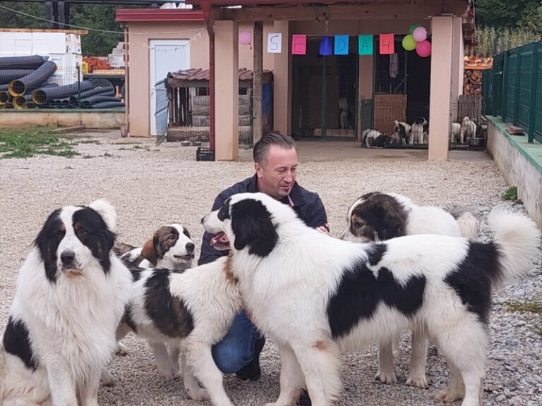 Najljepši tornjak na svijetu stigao kući u BiH