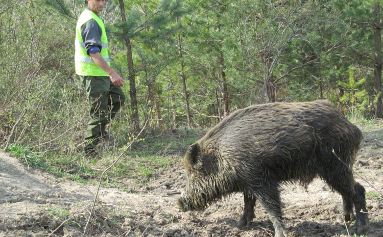 Ogorčeni farmeri i poljoprivrednici prijete tužbama zbog najezde divljih svinja i štete na kukuruzu