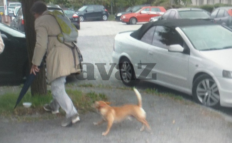 Samo u BiH: Svjedok Hasan Ganibegović svezao psa za drvo ispred Suda dok je on svjedočio u aferi “Respiratori”