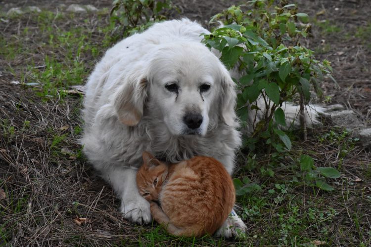 Prijateljstvo mačke i psa oduševljava prolaznike (FOTO)