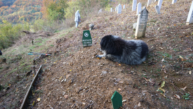 TUŽNA SLIKA IZ SREBRENICE: Pas Rundo već godinu se ne odvaja od mezara svoje vlasnice