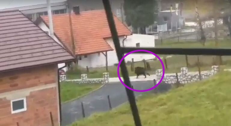 PANIKA U ZAVIDOVIĆKOM KRAJU: Mještani se spašavali od divlje svinje, na kraju je ubijena (FOTO-VIDEO)