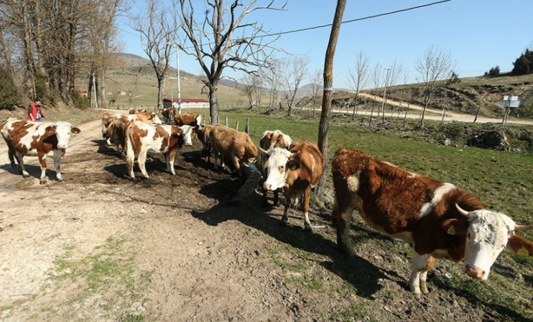 Uvoz živih životinja u BiH tokom 10 mjeseci ove godine bio je veći 20 puta u odnosu na izvoz