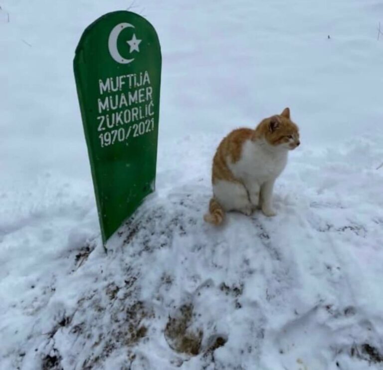 Mačak muftije Zukorlića i dalje na mezaru svog preminulog vlasnika