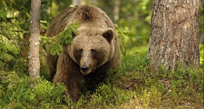 Medvjedi okupirali šume u BiH