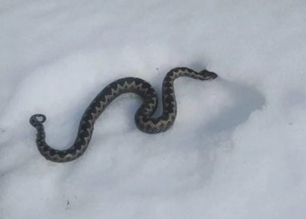 Prema narodnom vjerovanju ovakva neobična pojava sluti na katastrofu 