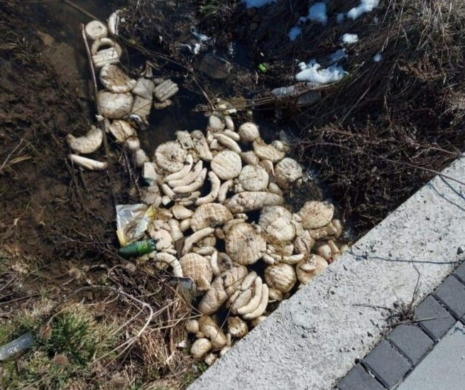 Brašno kupujemo u stotinama kilograma, u bh. gradu bačena veća količina pekarskih proizvoda (FOTO)