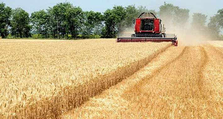 U godini nestašice i velikih poskupljenja proizvodnja pšenice u FBiH je – smanjena