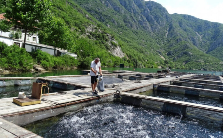 Iako ih nisu zaobišla poskupljenja, zadržali pristojne cijene: Građani BiH sve više kupuju ribu