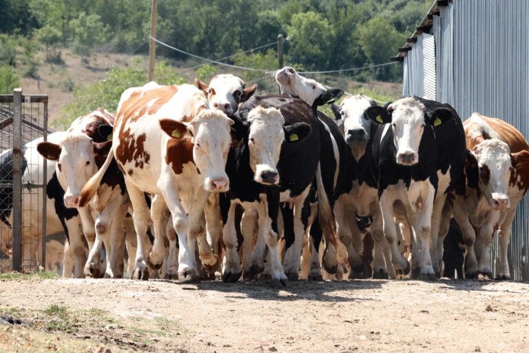 Farmeri za litar nafte treba da prodaju četiri litra mlijeka 