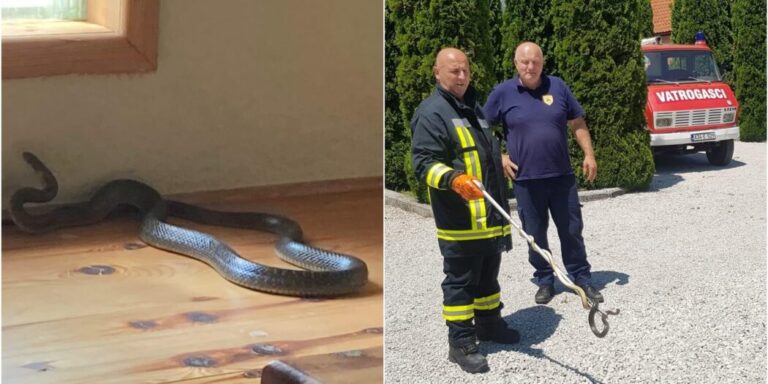 U kuću ušla ogromna zmija: Travnički vatrogasci ekspresnom intervencijom uklonili životinju i pustili je u prirodu 