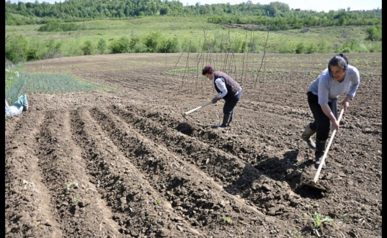 Apsurd: Zbog lošeg prijevoda, zabranili korištenje motike 