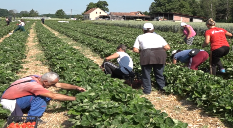 Rodile jagode: provjerili smo cijene dnevnica