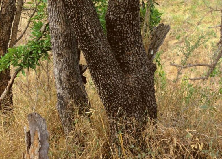 Možete li pronaći leoparda na slici?