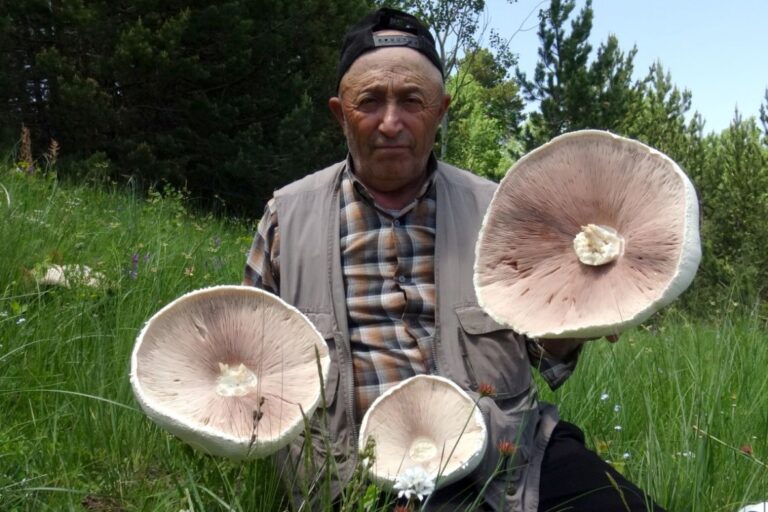 Nakon obilnih padavina izrasle džinovske gljive