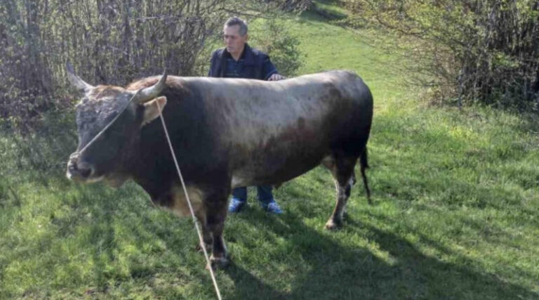 Ni ove godine neće biti održana Čevljanska korida, ali je zato sve spremno za koridu u Olovskim Lukama 