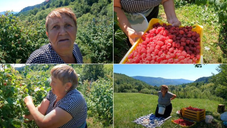 U malinjaku dnevno zaradi mjesečnu bh. penziju: Ponesem tableta za pritisak, popijem i berem, nije mi mrsko