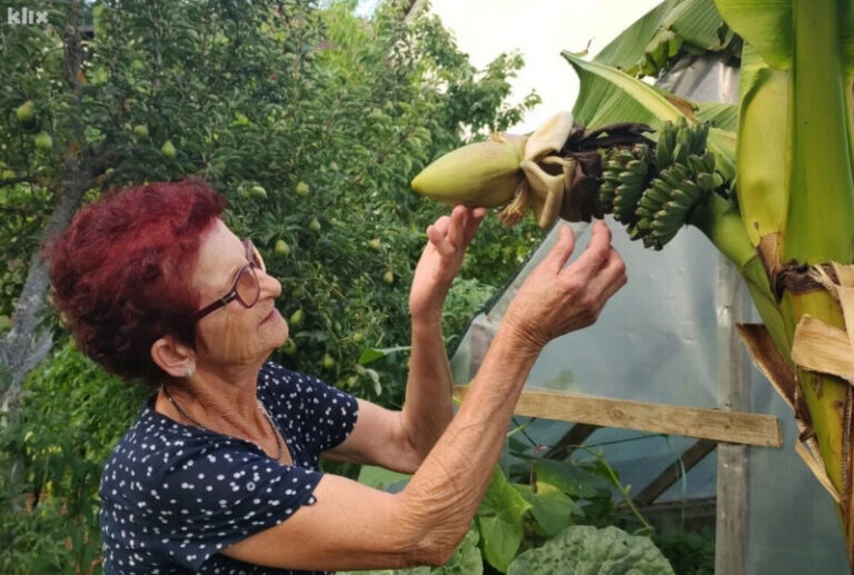 Fatima Mehić kod Konjica otkrila tajnu uzgoja banane koja je postala svojevrsni hit u BiH