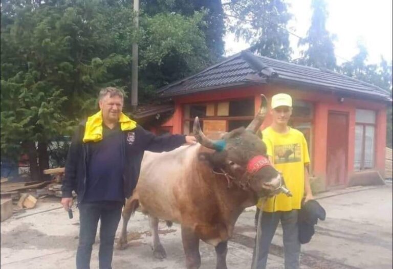 Medonja Habiba Bijelića neprikosnoven i na velikoj koridi u Olovskim Lukama, u borbama uživalo 5.000 posjetilaca, kiša spriječila rekordnu posjetu