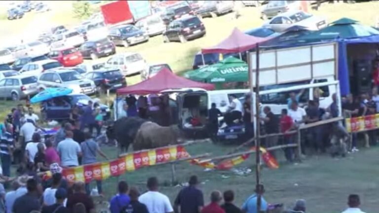 Stampedo na koridi kod Olova: Žujo potjerao Brijezonju, probijena  zaštitna ograda,  gledaoci se spašavali…