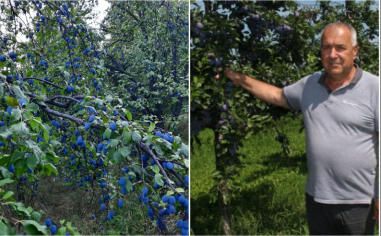 Voćari iz BiH u velikim problemima: Šljive rodile, a berača nema 