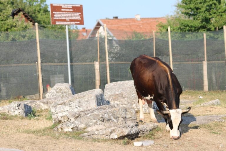 Nacionalne spomenike stare stoljećima u BiH “održavaju” krave i kokoši