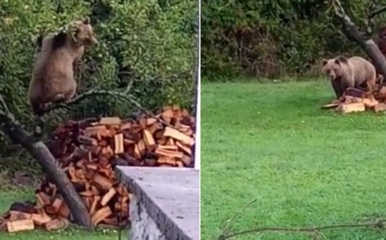 Uhvaćen na djelu: Medo se popeo na drvo i krao jabuke 