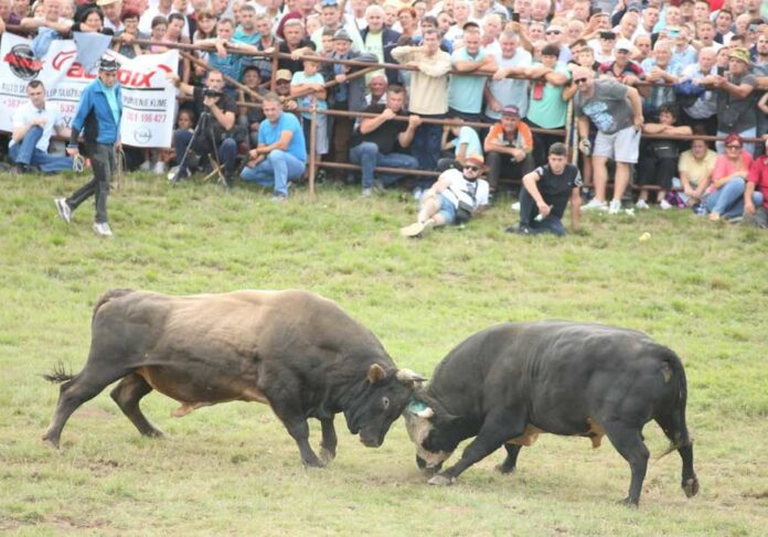BIĆE BELAJA: Najžešća bodljavina bikova nakon Kočićevog zbora, dolaze Mesi, Agresor, Grom i Cunami