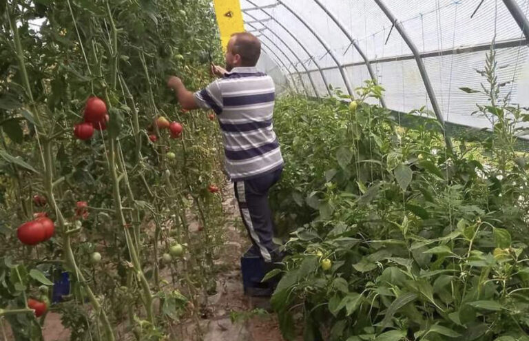 Kad se trud isplati: Zdrava hrana sa imanja Mirvića 