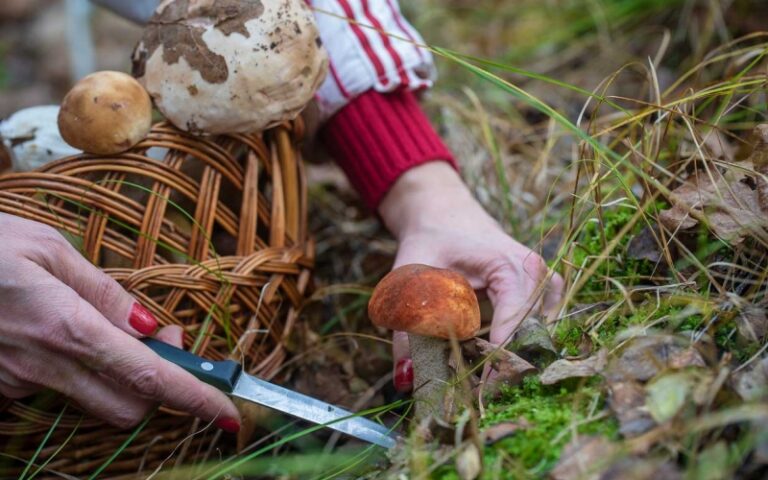 Čest je slučaj zamjene otrovne gljive za jestivu, ako ih kupujete na pijaci, to ne znači da su sigurne