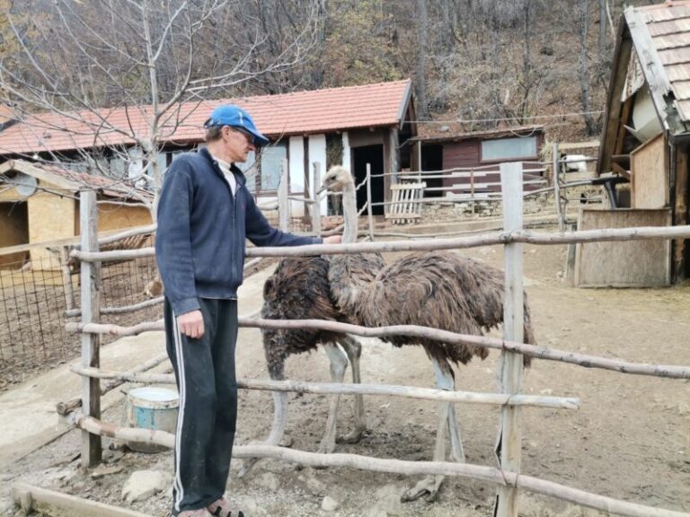 Zenica: Farma na kojoj tele i srna, ali i ovan i lama zajedno spavaju