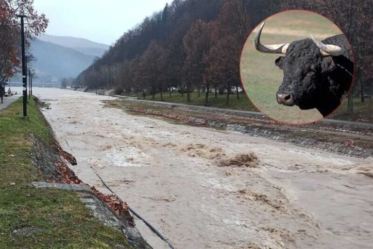 Bujica odnijela bika teškog 800 kg